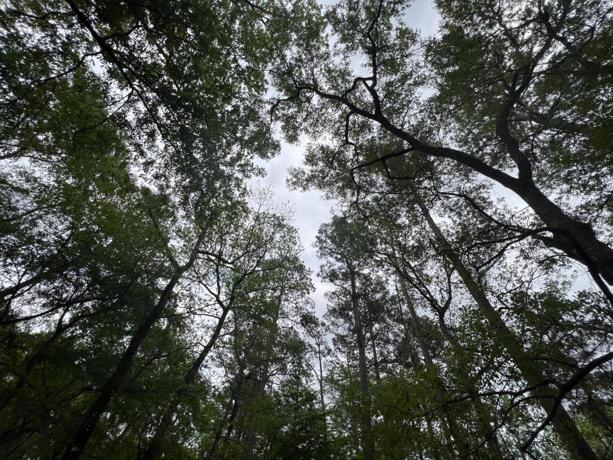 2 Bdrm Treehouse Hideout- Lake Conroe With Boat Ramp مونتغامري المظهر الخارجي الصورة